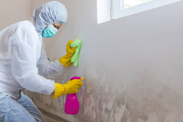 Professional Mold Inspection in Lithopolis, OH